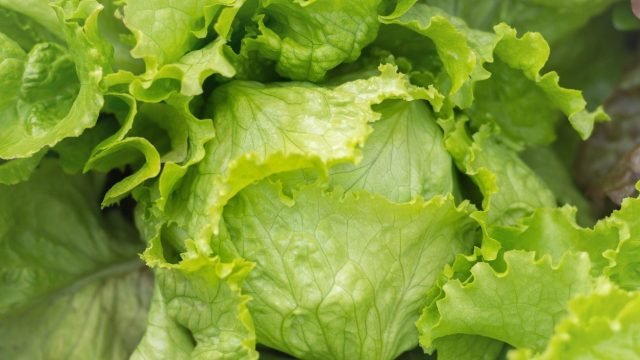 Could a protein grown in lettuce help heal broken bones faster {Taj Pharma Regulatory Affairs}