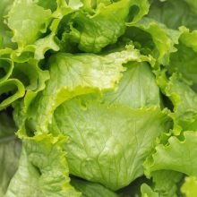Could a protein grown in lettuce help heal broken bones faster {Taj Pharma Regulatory Affairs}