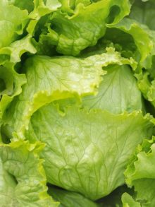 Could a protein grown in lettuce help heal broken bones faster {Taj Pharma Regulatory Affairs}